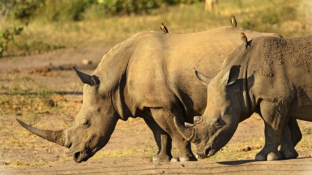 dva nosorožci