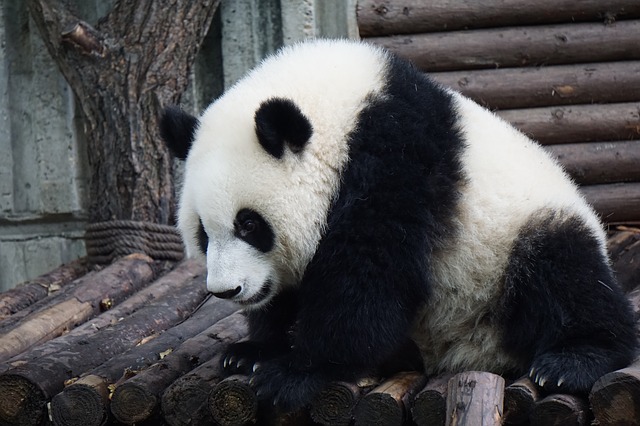 panda velká