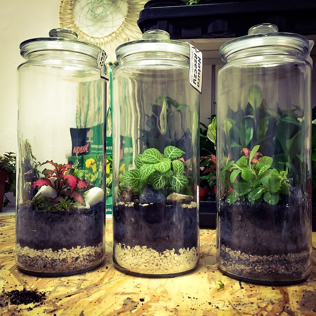 rostlinky ve sklenici
